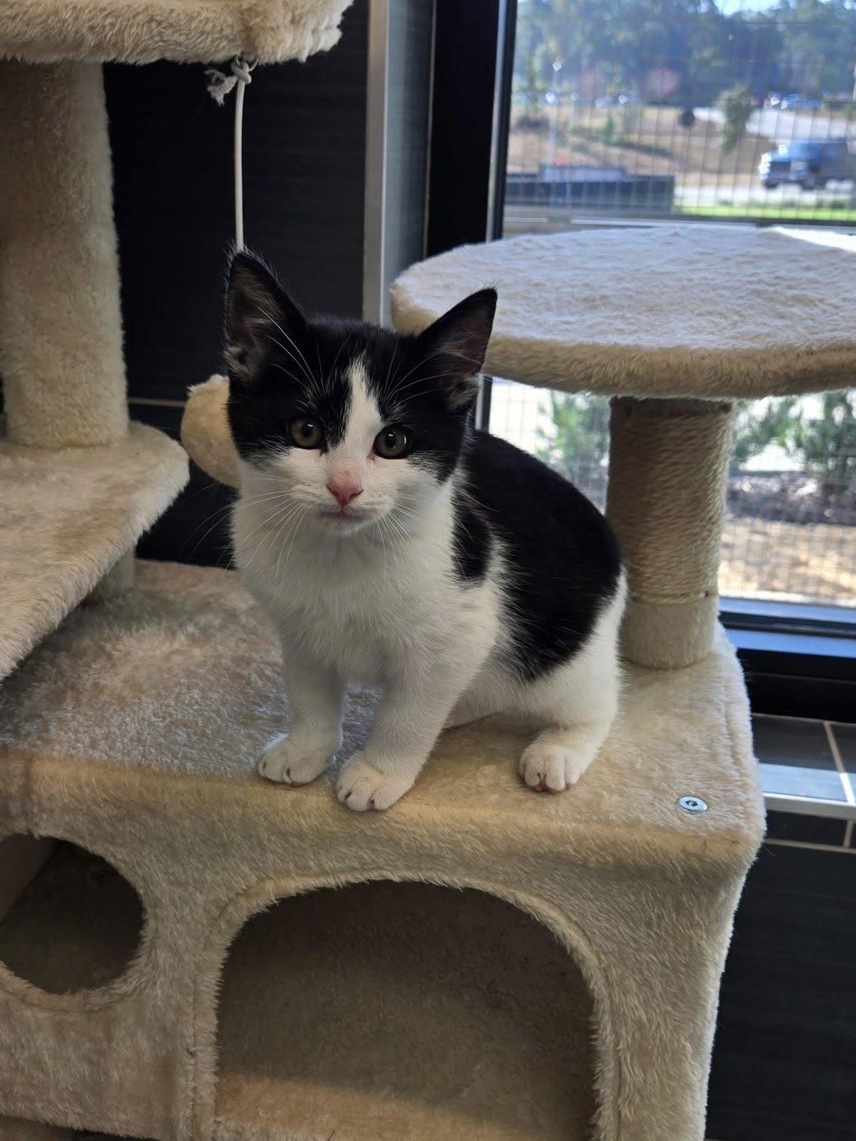 Enlarge Kringle, an adopted Domestic Short Hair in Daphne, AL image 1/3