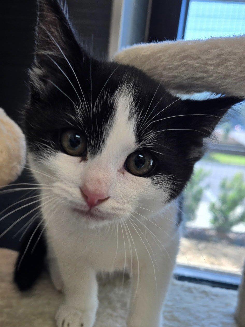 Enlarge Kringle, an adopted Domestic Short Hair in Daphne, AL image 3/3