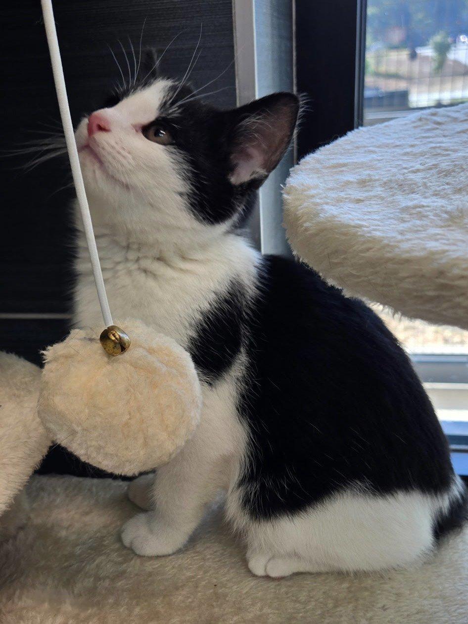 Enlarge Kringle, an adopted Domestic Short Hair in Daphne, AL image 2/3