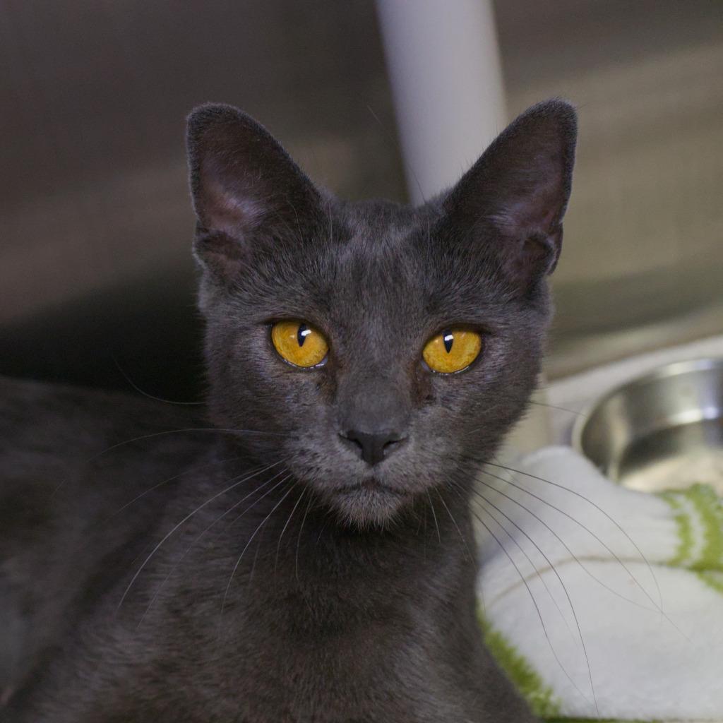Chamonix, Adoptable, Kitten Female Domestic Short Hair.