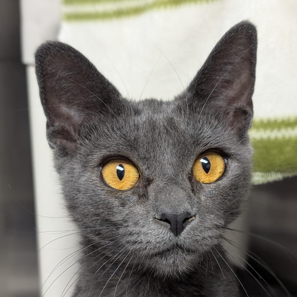 Enlarge Chamonix, a Adoptable mixed breed in Shoreline, WA image 2/4