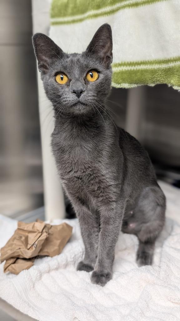 Enlarge Chamonix, a Adoptable mixed breed in Shoreline, WA image 3/4