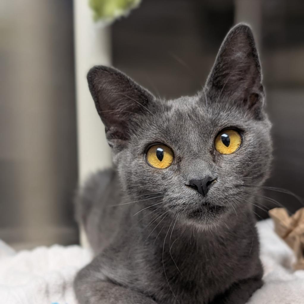 Enlarge Chamonix, a Adoptable mixed breed in Shoreline, WA image 4/4