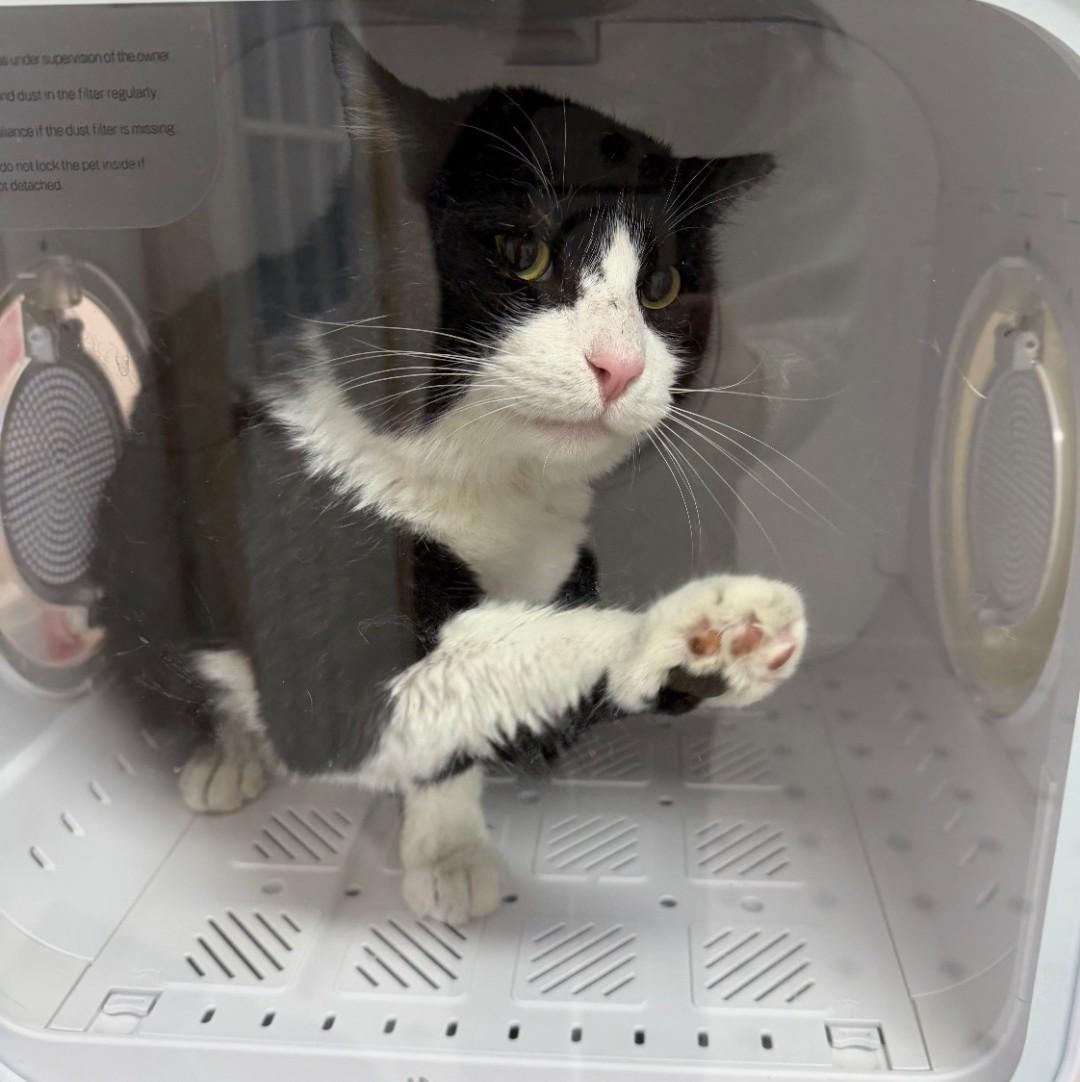 Batman, Adoptable, Adult Male Domestic Medium Hair.