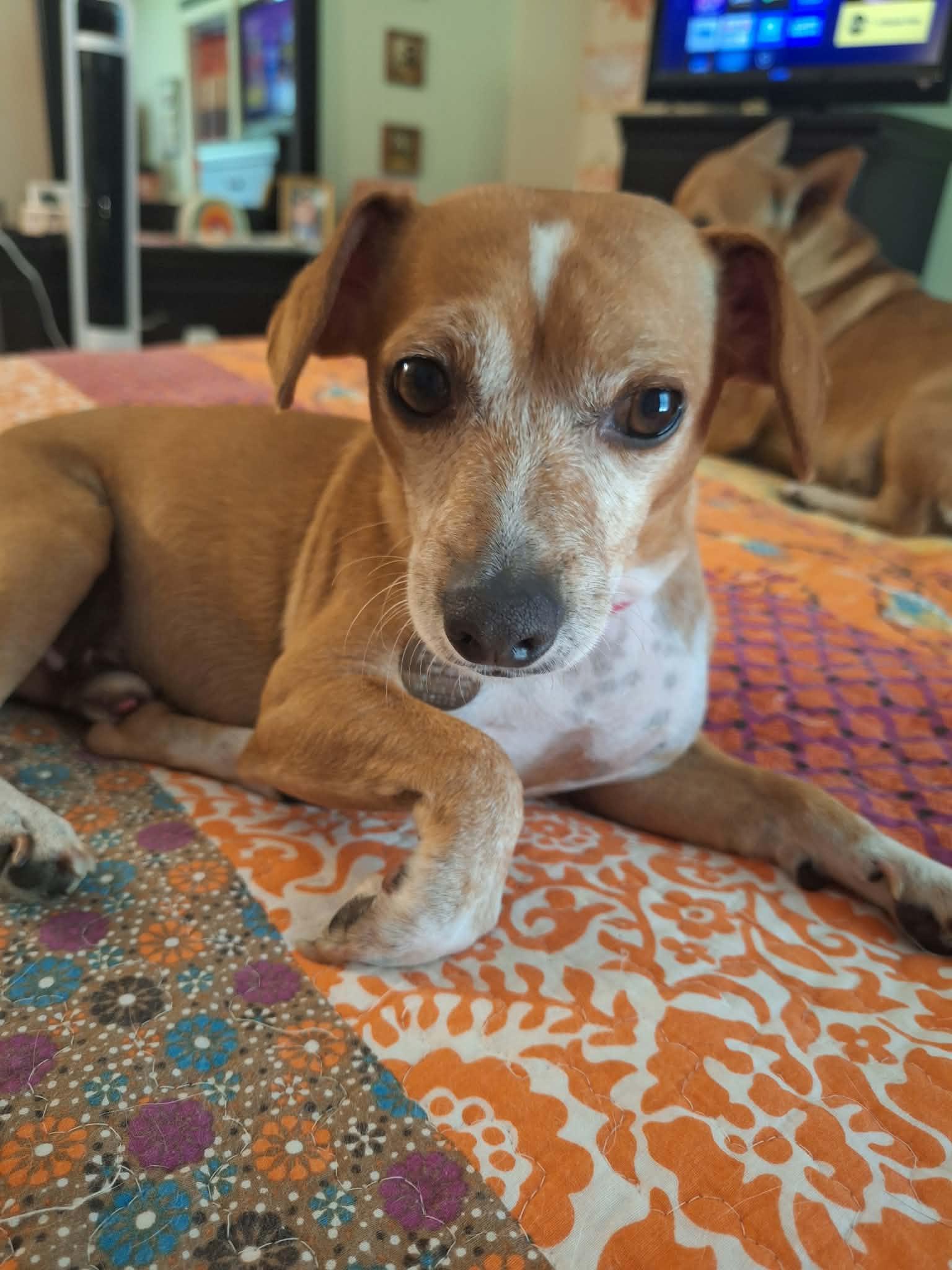 Enlarge Eddie, a Adoptable Chiweenie in Pensacola, FL image 3/5