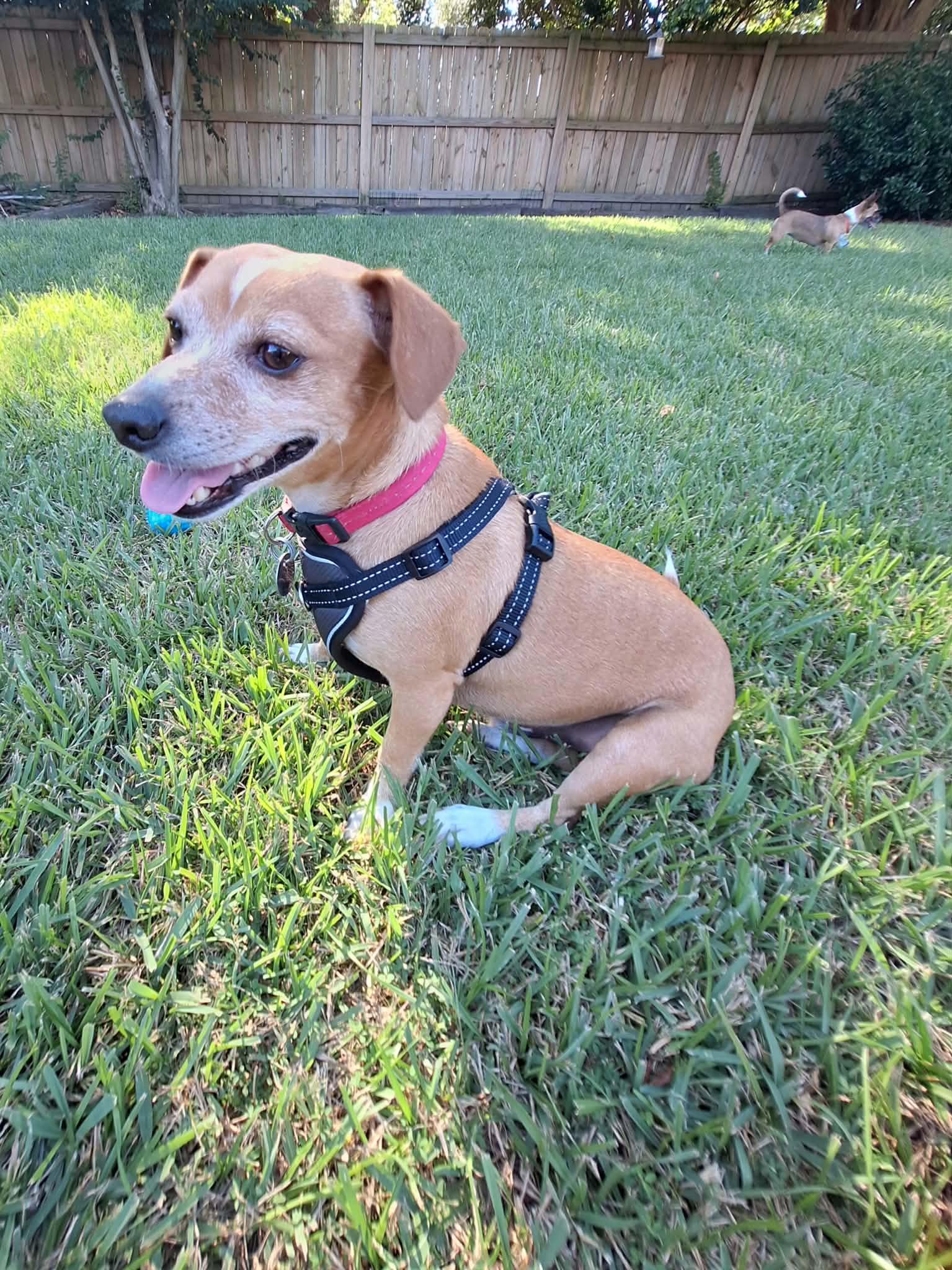 Enlarge Eddie, a Adoptable Chiweenie in Pensacola, FL image 2/5