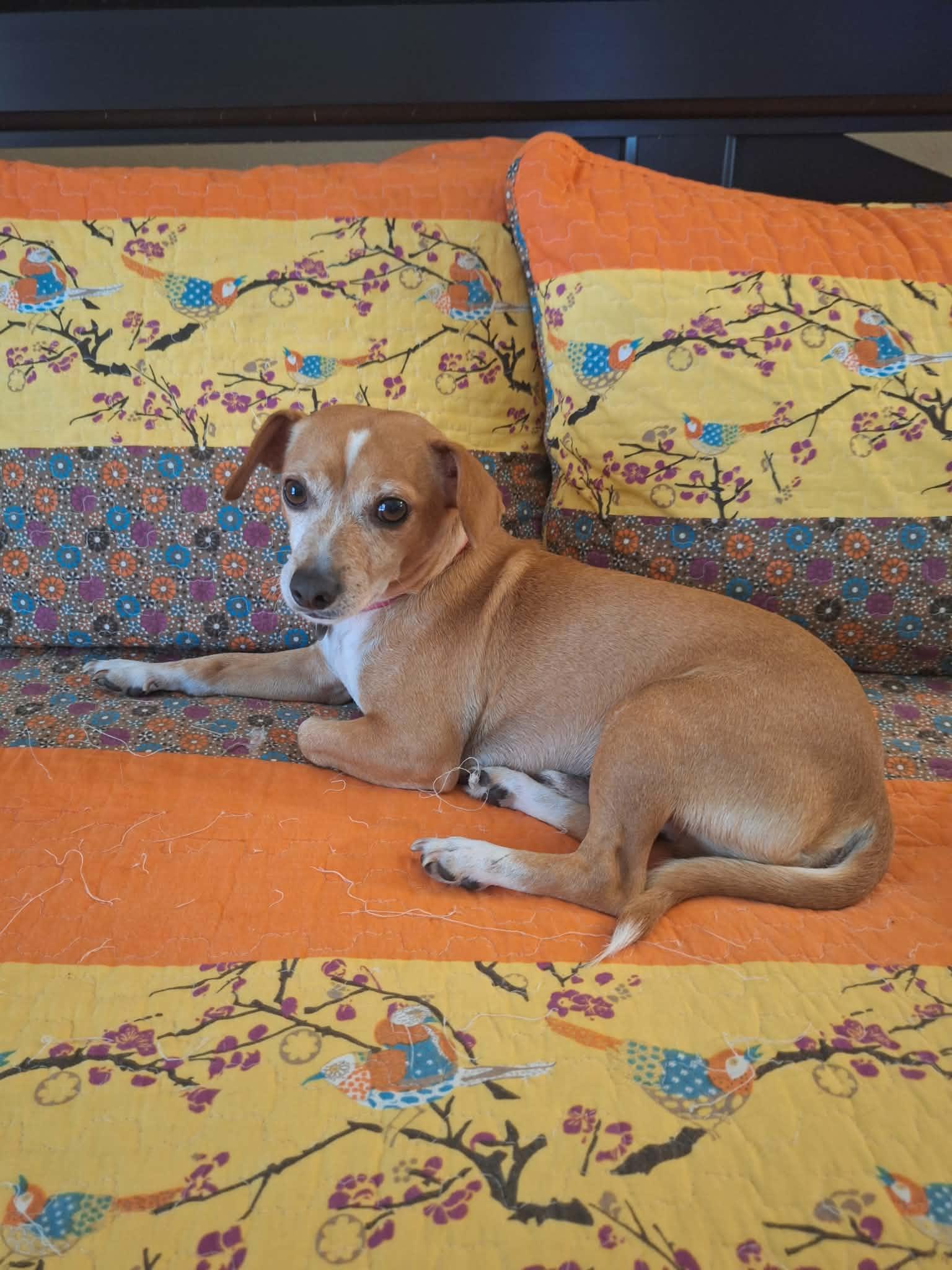 Enlarge Eddie, a Adoptable Chiweenie in Pensacola, FL image 4/5