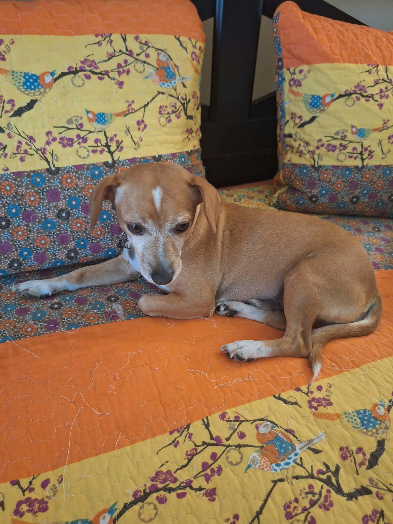 Enlarge Eddie, a Adoptable Chiweenie in Pensacola, FL image 5/5