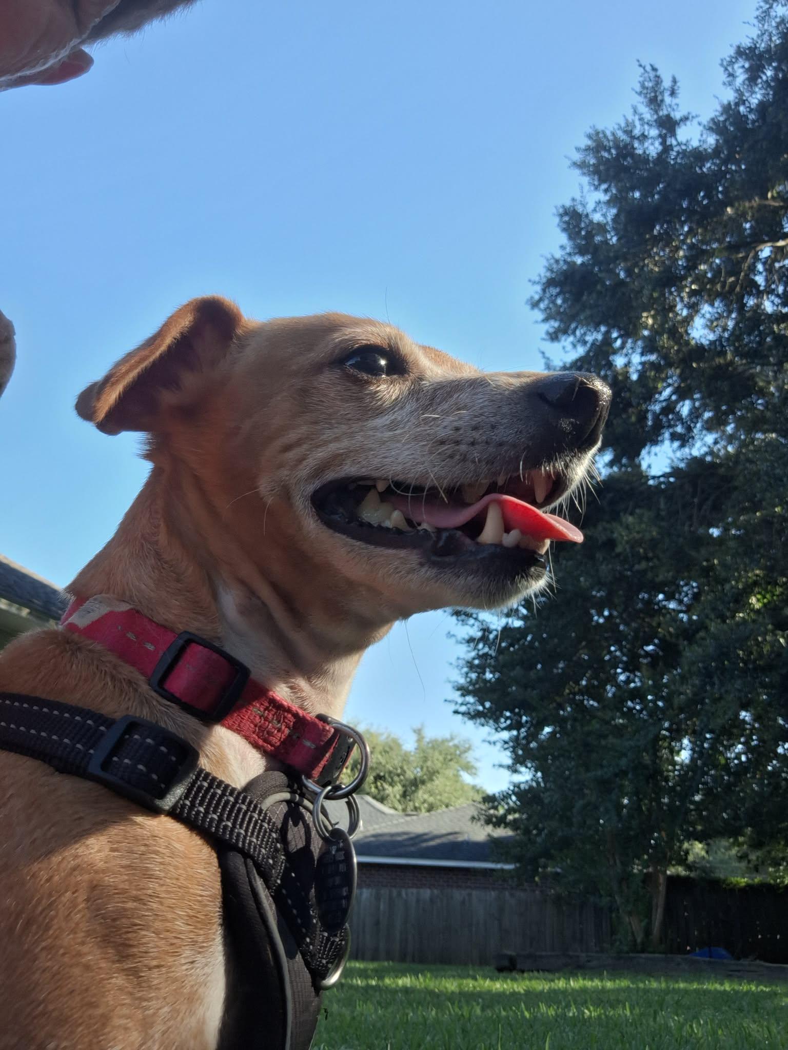 Eddie, Adoptable, Young Male Chiweenie.