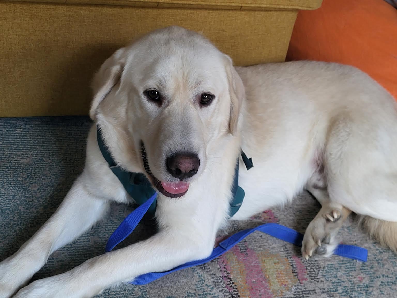 Enlarge Tater Tot, a Adoptable Great Pyrenees in Bend, OR image 1/3