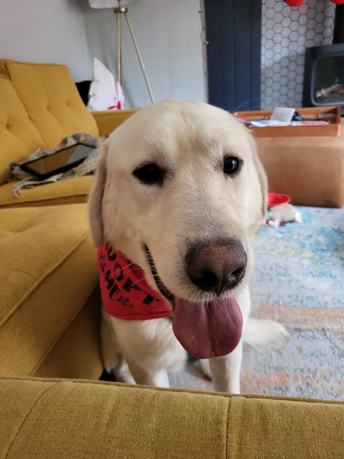 Enlarge Tater Tot, a Adoptable Great Pyrenees in Bend, OR image 2/3