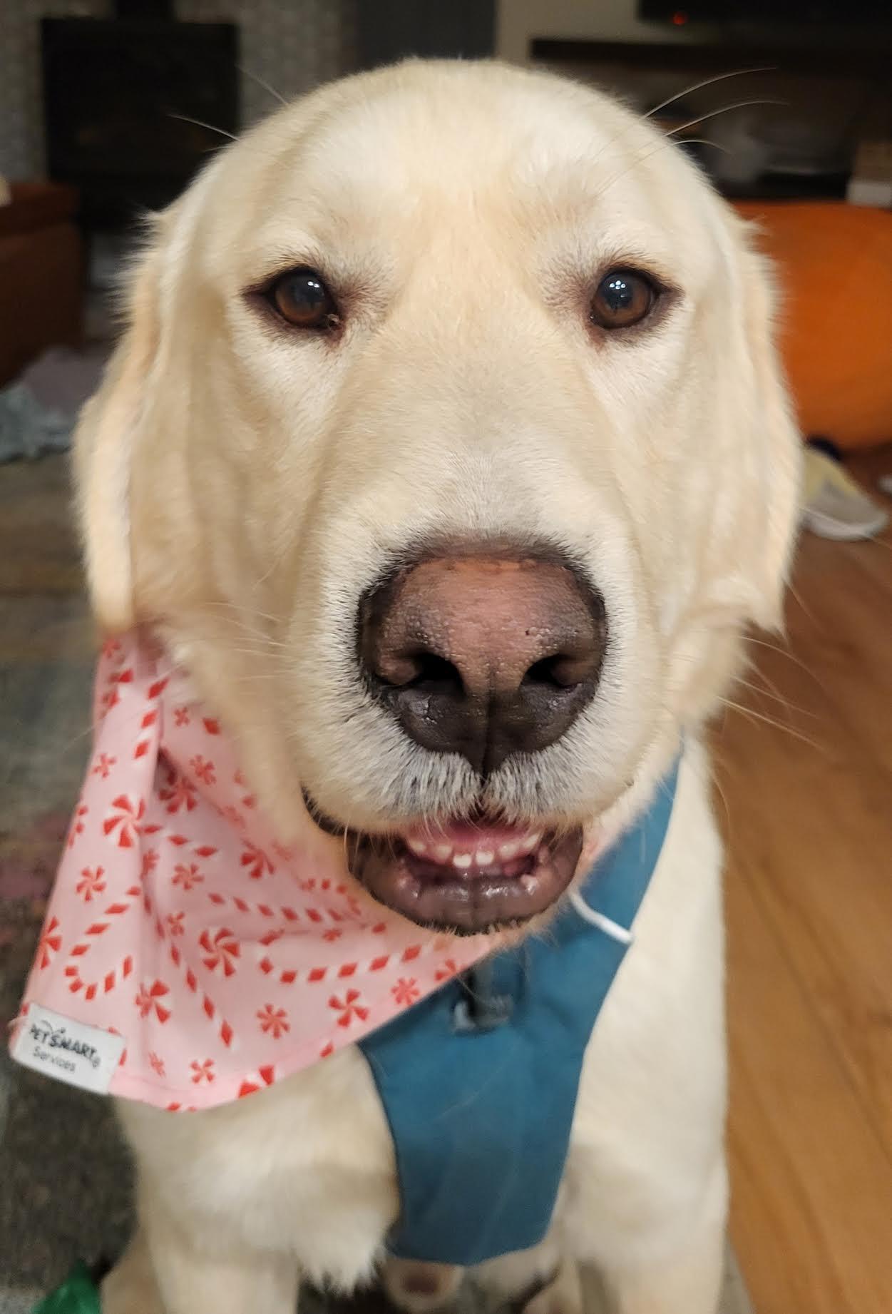 Enlarge Tater Tot, a Adoptable Great Pyrenees in Bend, OR image 3/3