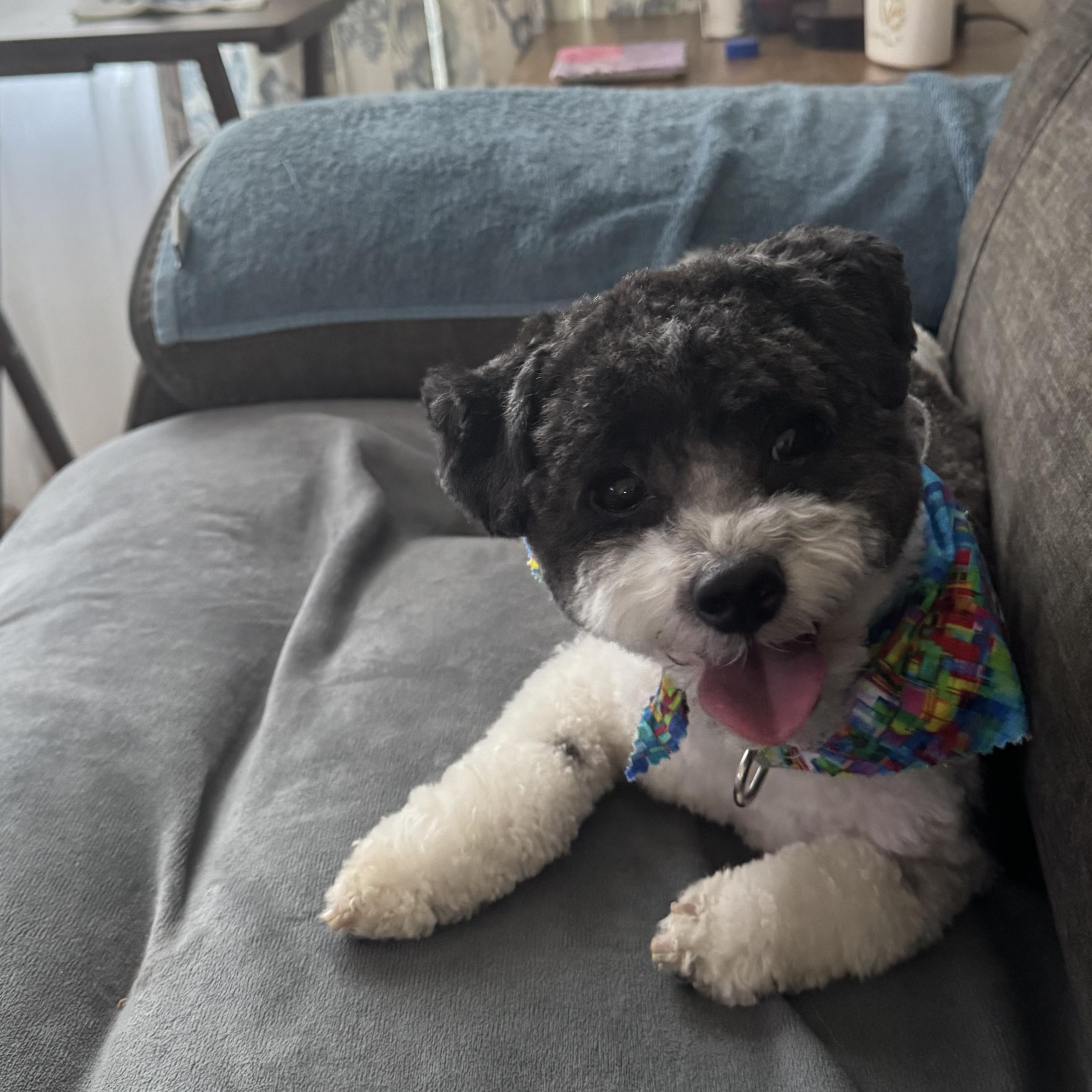 Moose, Adoptable, Adult Male Poodle & Havanese.