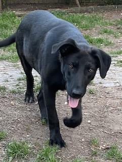 Enlarge Howie, a ADOPTABLE mixed breed in Warrington, PA image 2/6