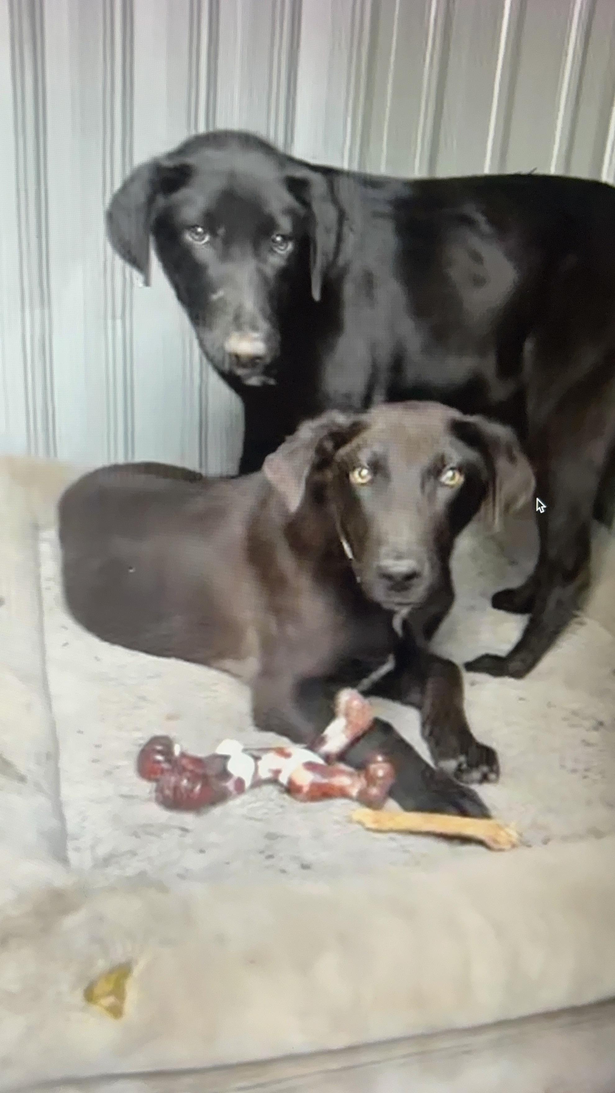 Howie, a ADOPTABLE mixed breed in Warrington, PA image 2/6