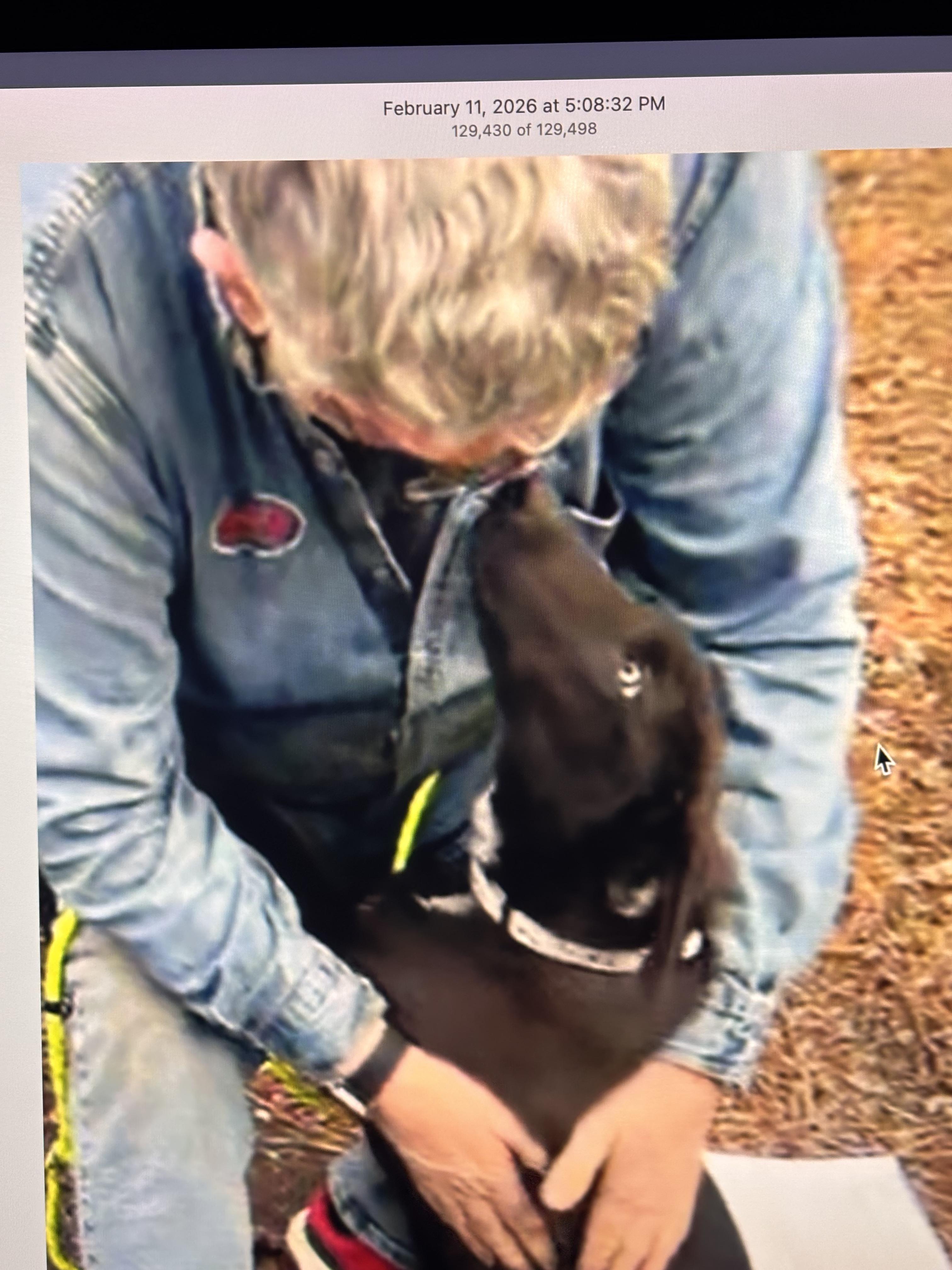 Howie, a ADOPTABLE mixed breed in Warrington, PA image 3/6