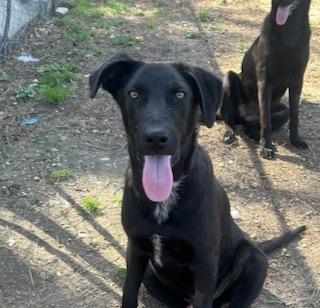 Enlarge Howie, a ADOPTABLE mixed breed in Warrington, PA image 3/6