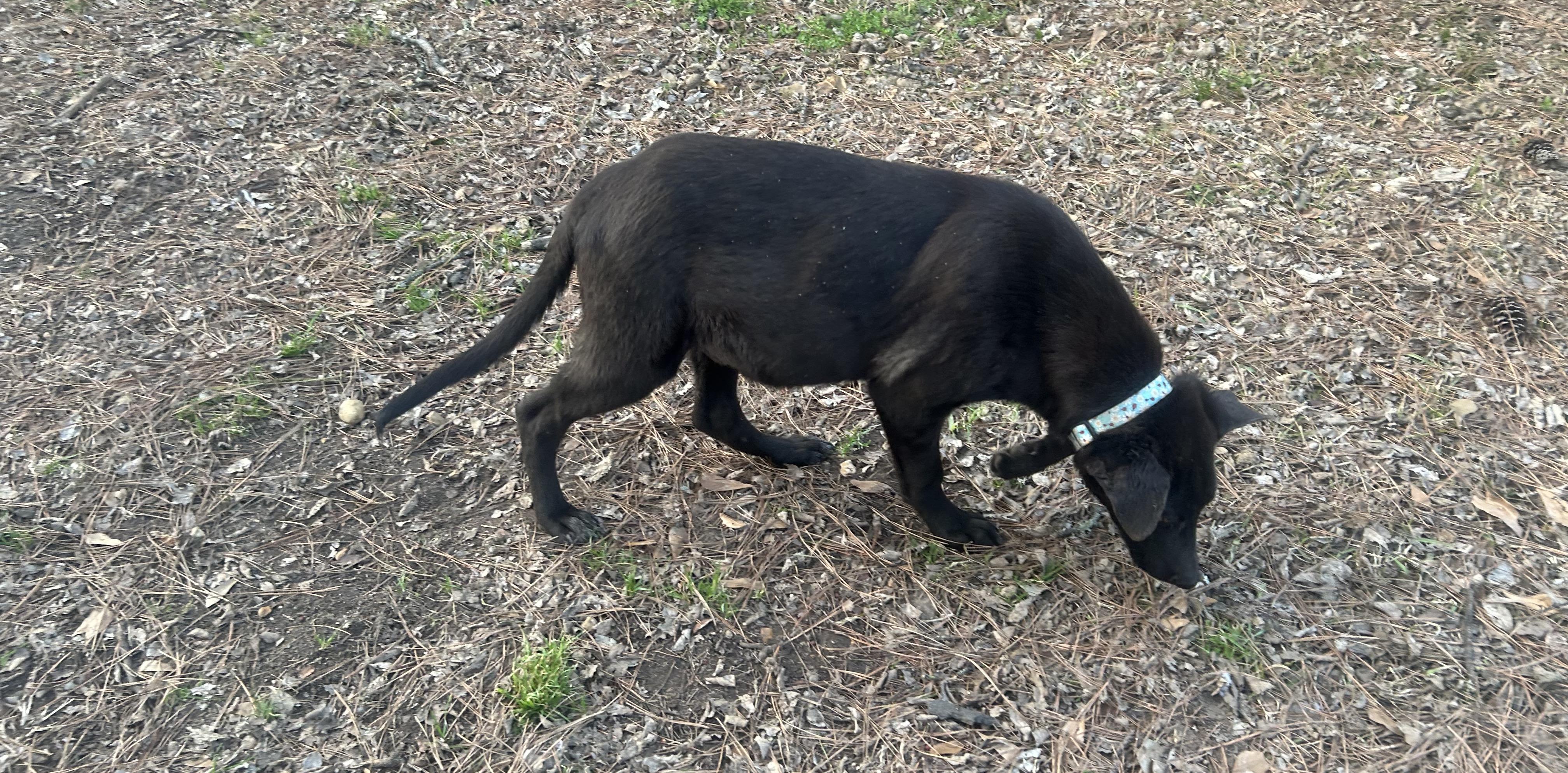 Howie, a ADOPTABLE mixed breed in Warrington, PA image 5/6