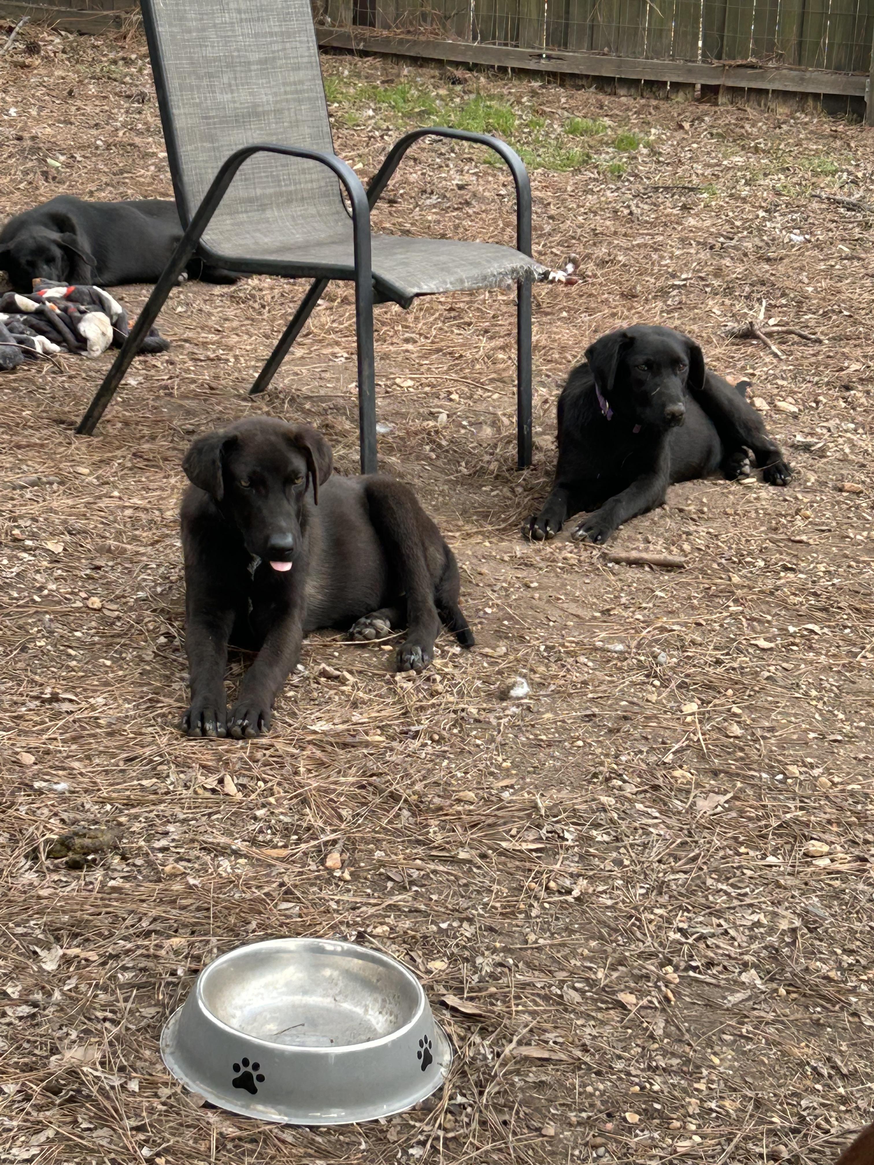 Howie, a ADOPTABLE mixed breed in Warrington, PA image 4/6