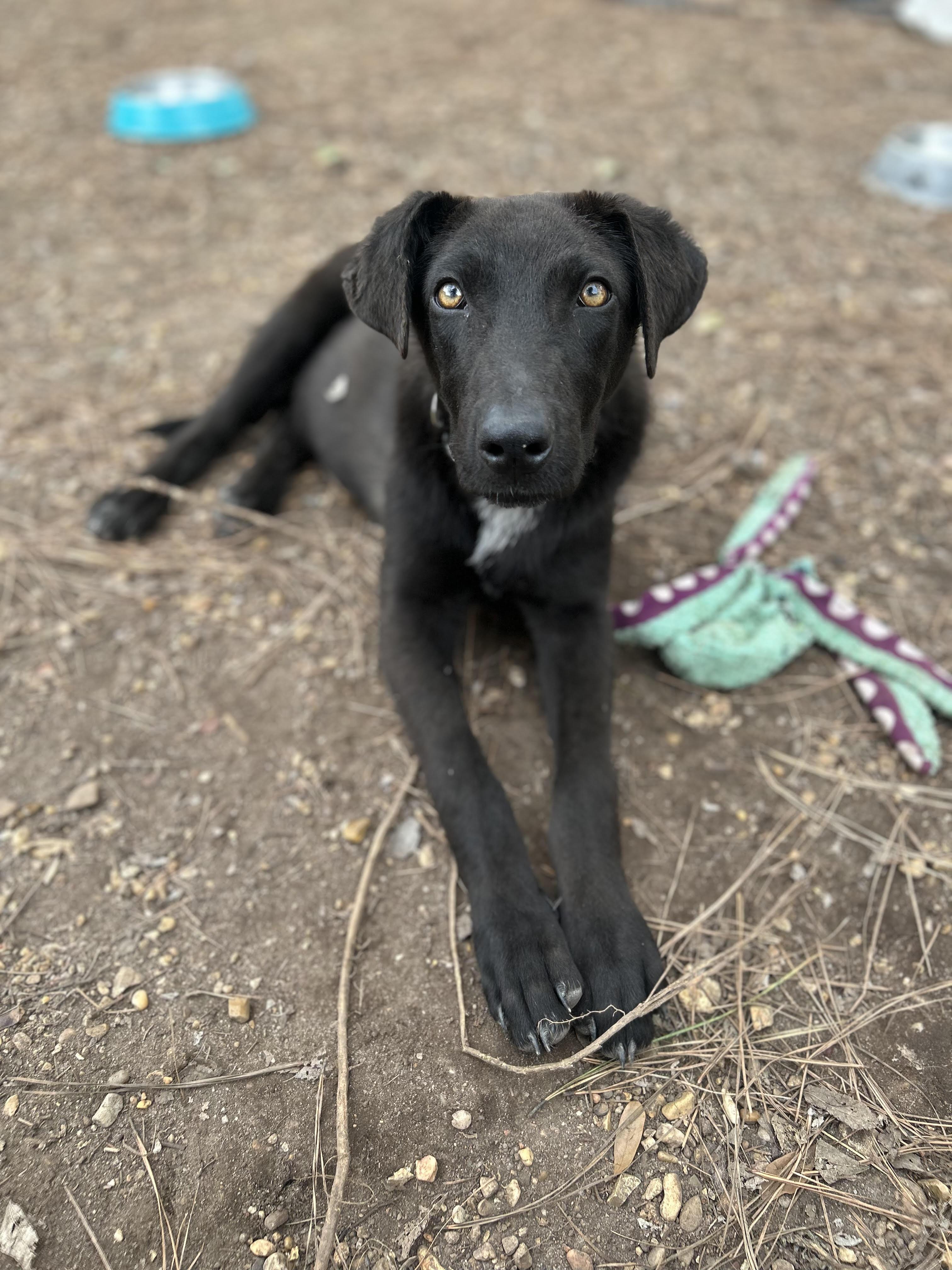 Howie, a ADOPTABLE mixed breed in Warrington, PA image 1/6