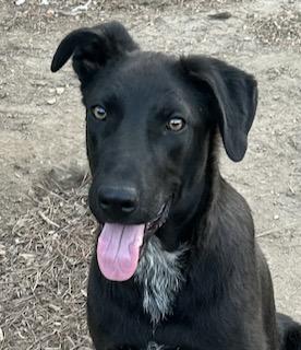 Enlarge Howie, a ADOPTABLE mixed breed in Warrington, PA image 1/6