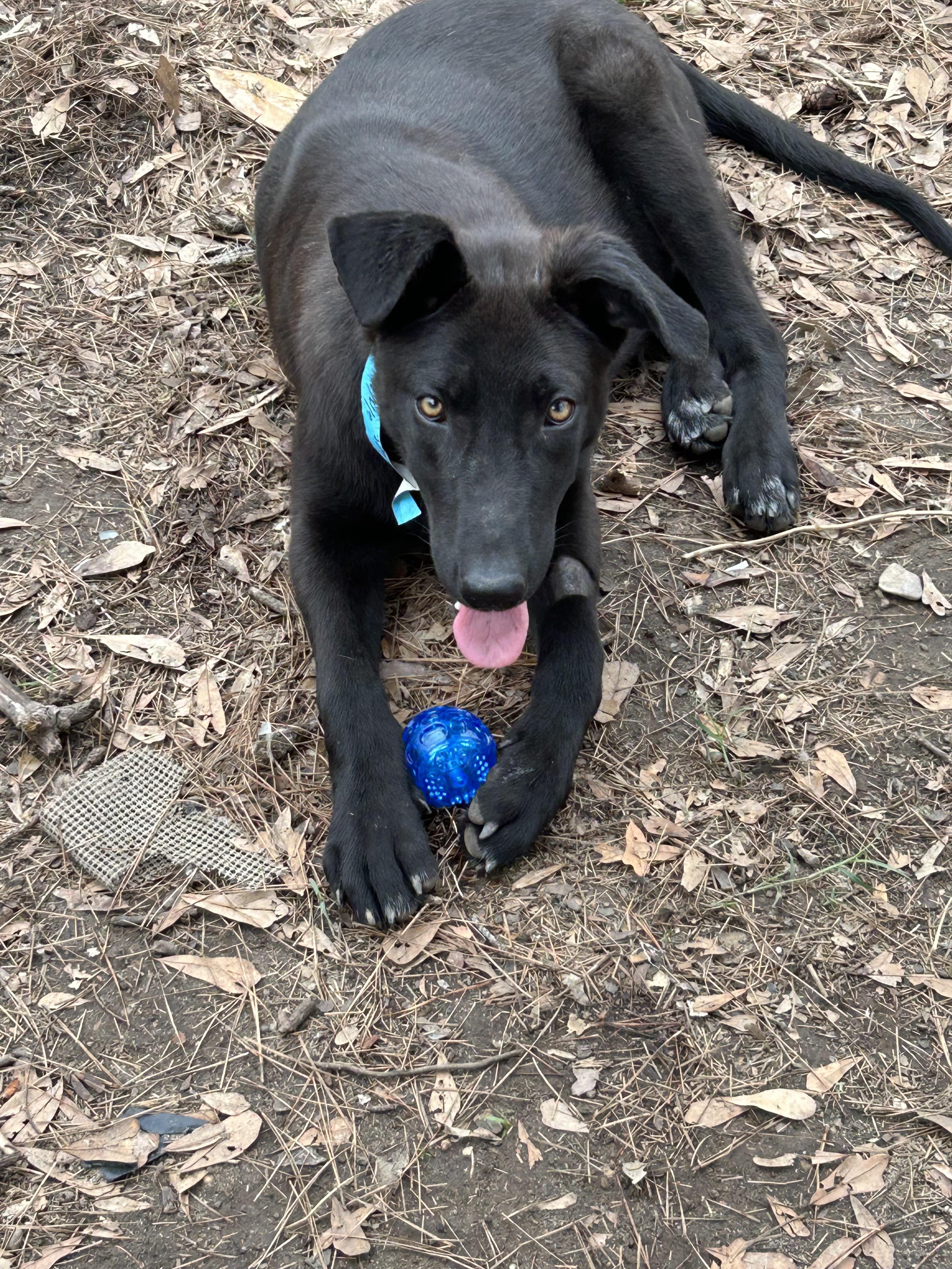 Enlarge Howie, a ADOPTABLE mixed breed in Warrington, PA image 5/6