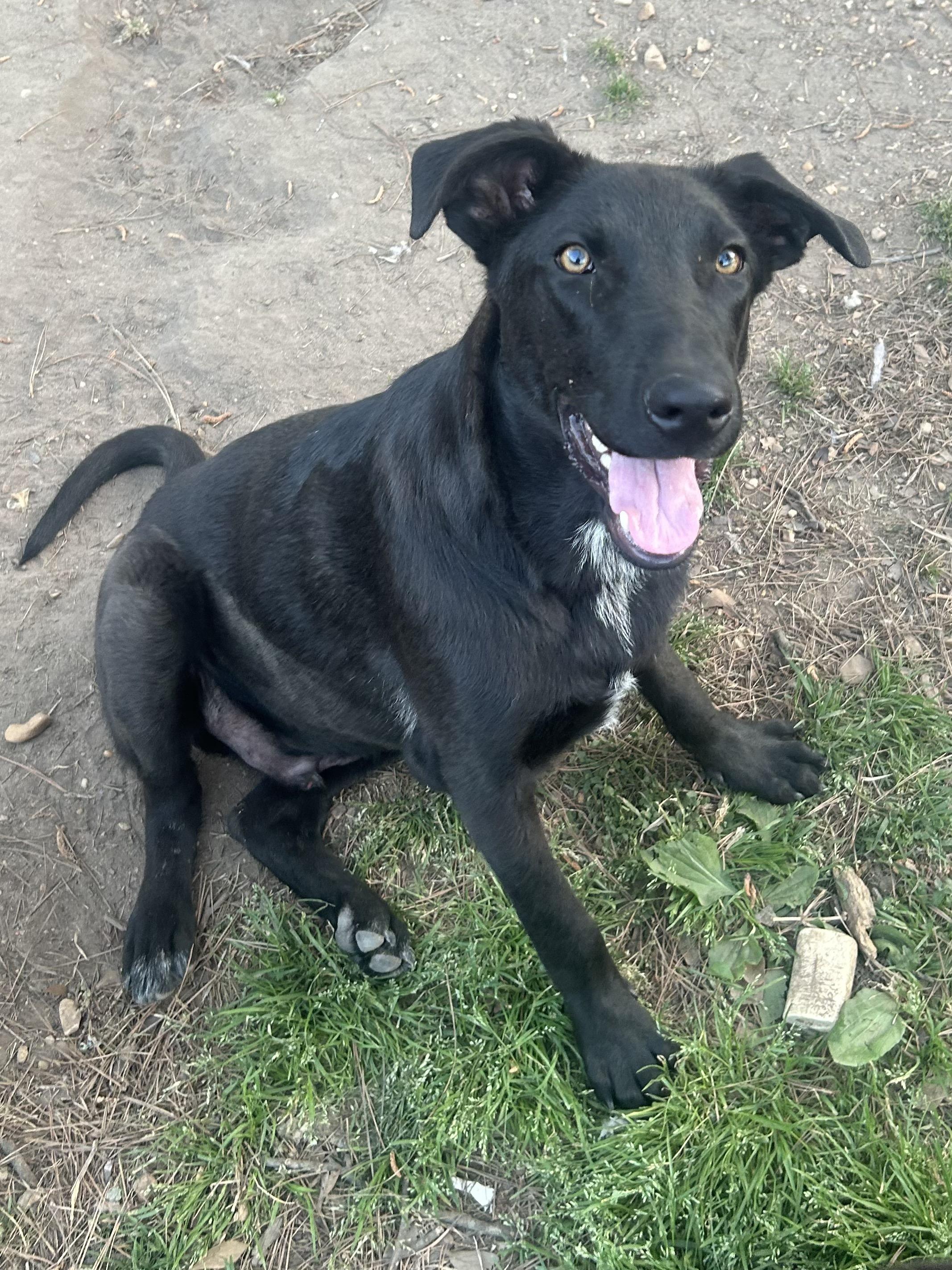 Enlarge Howie, a ADOPTABLE mixed breed in Warrington, PA image 2/6