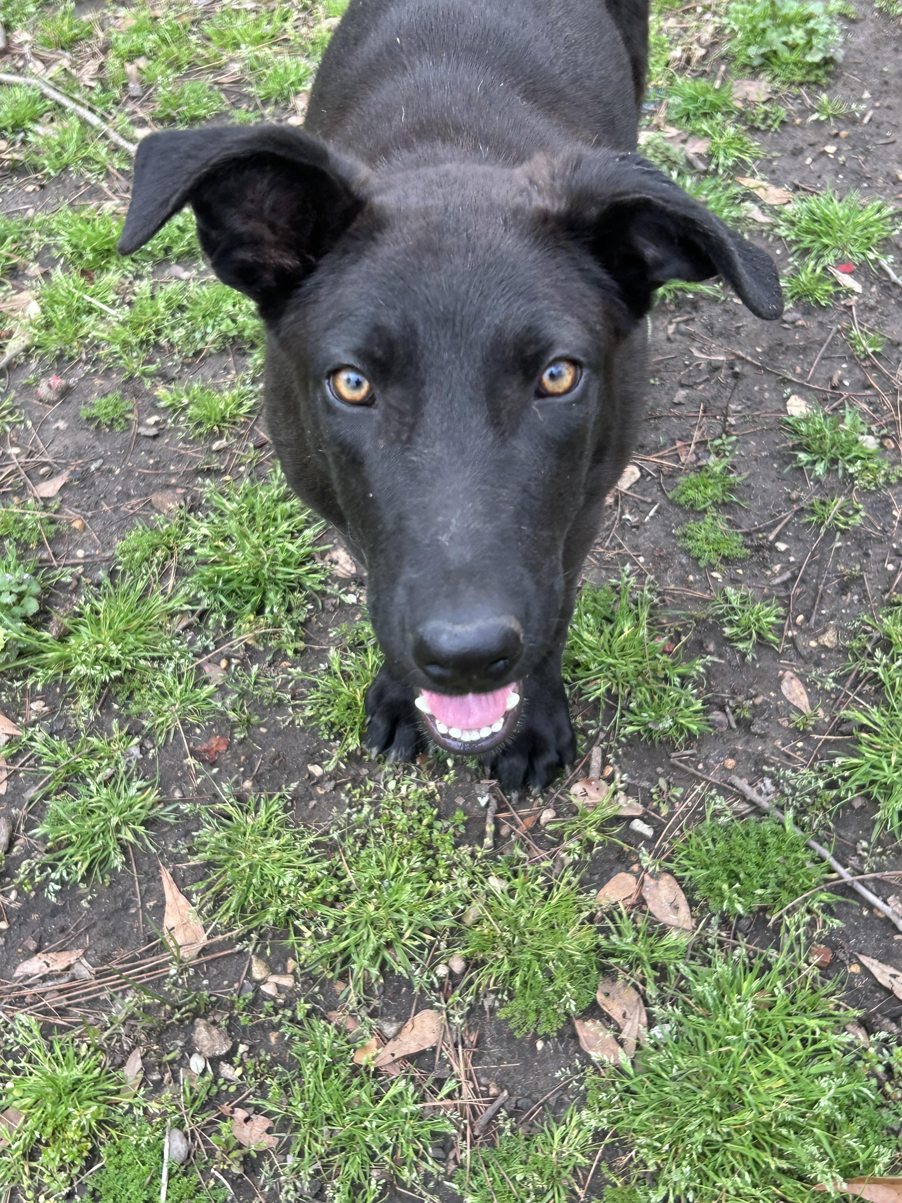 Enlarge Howie, a ADOPTABLE mixed breed in Warrington, PA image 4/6