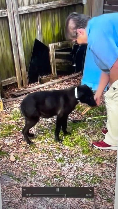 Enlarge Howie, a ADOPTABLE mixed breed in Warrington, PA video 6/6