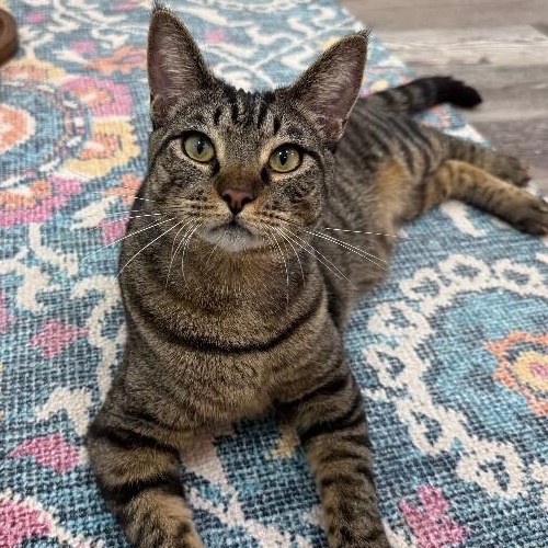 Enlarge Orion Constellation, a Adoptable mixed breed in Glastonbury, CT image 2/6