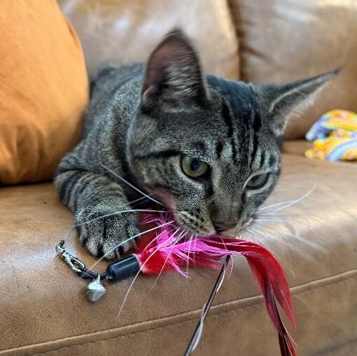 Enlarge Orion Constellation, a Adoptable mixed breed in Glastonbury, CT image 4/6