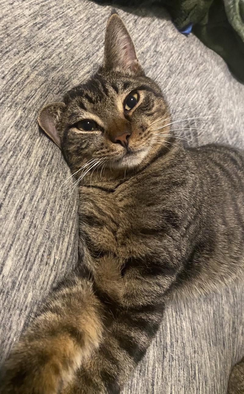 Enlarge Orion Constellation, a Adoptable mixed breed in Glastonbury, CT image 1/6