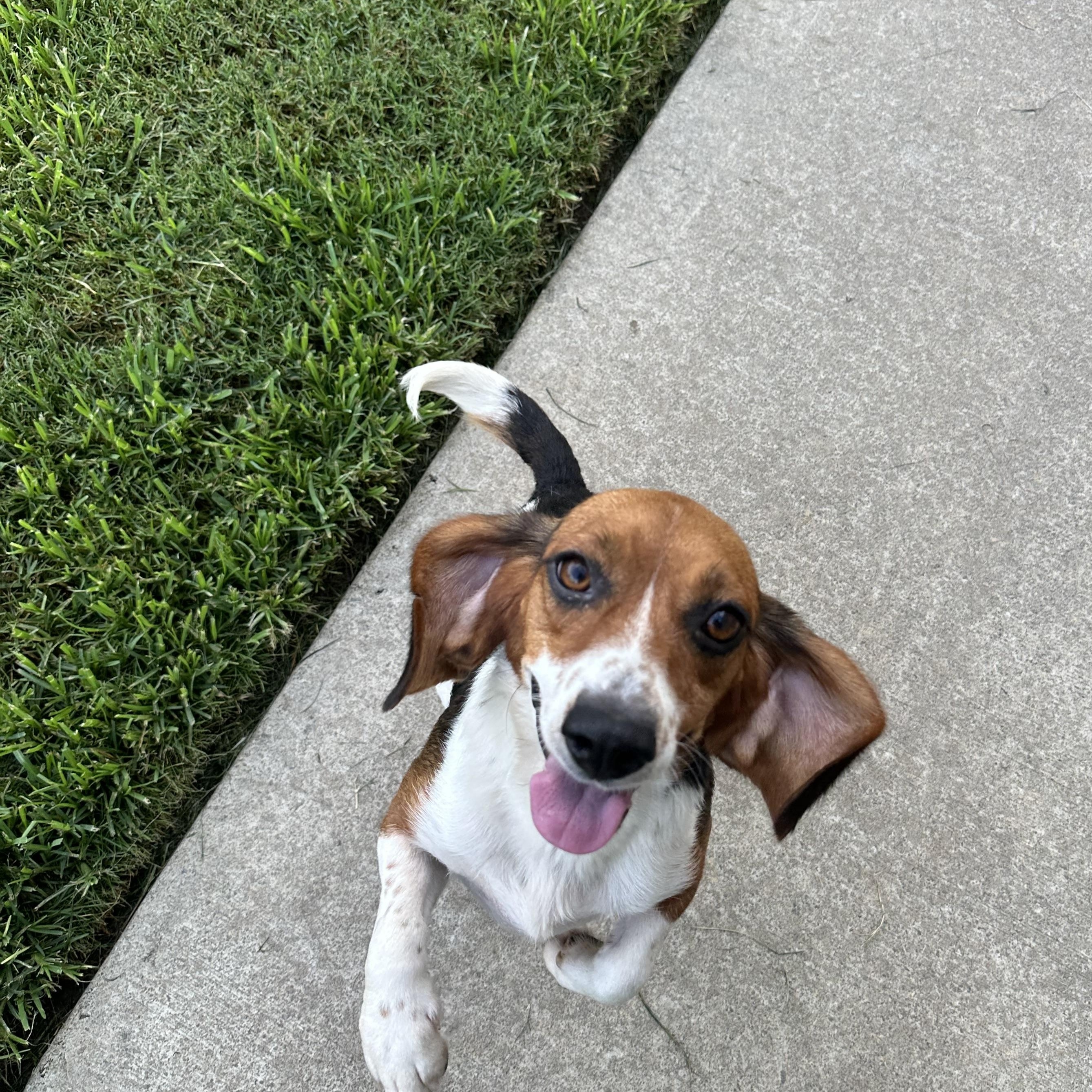 Emma, a Adoptable Beagle in Monroe, GA image 2/5