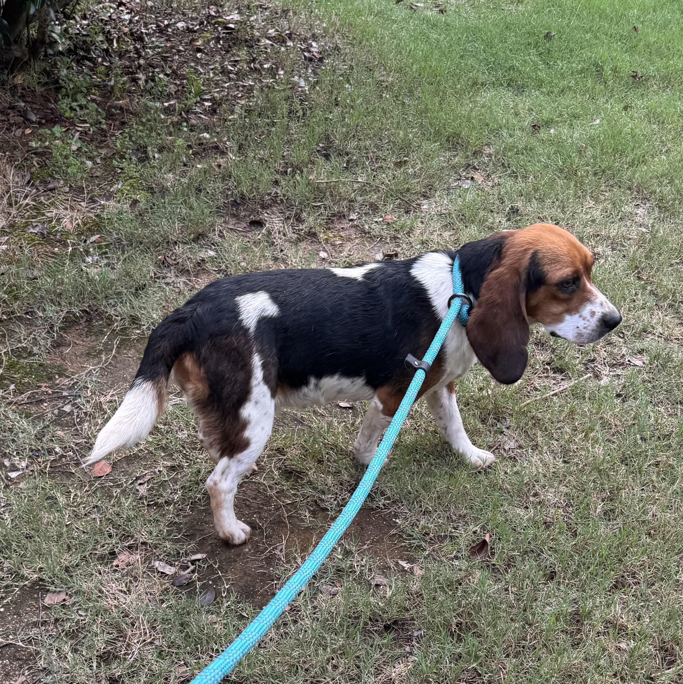 Emma, a Adoptable Beagle in Monroe, GA image 3/5