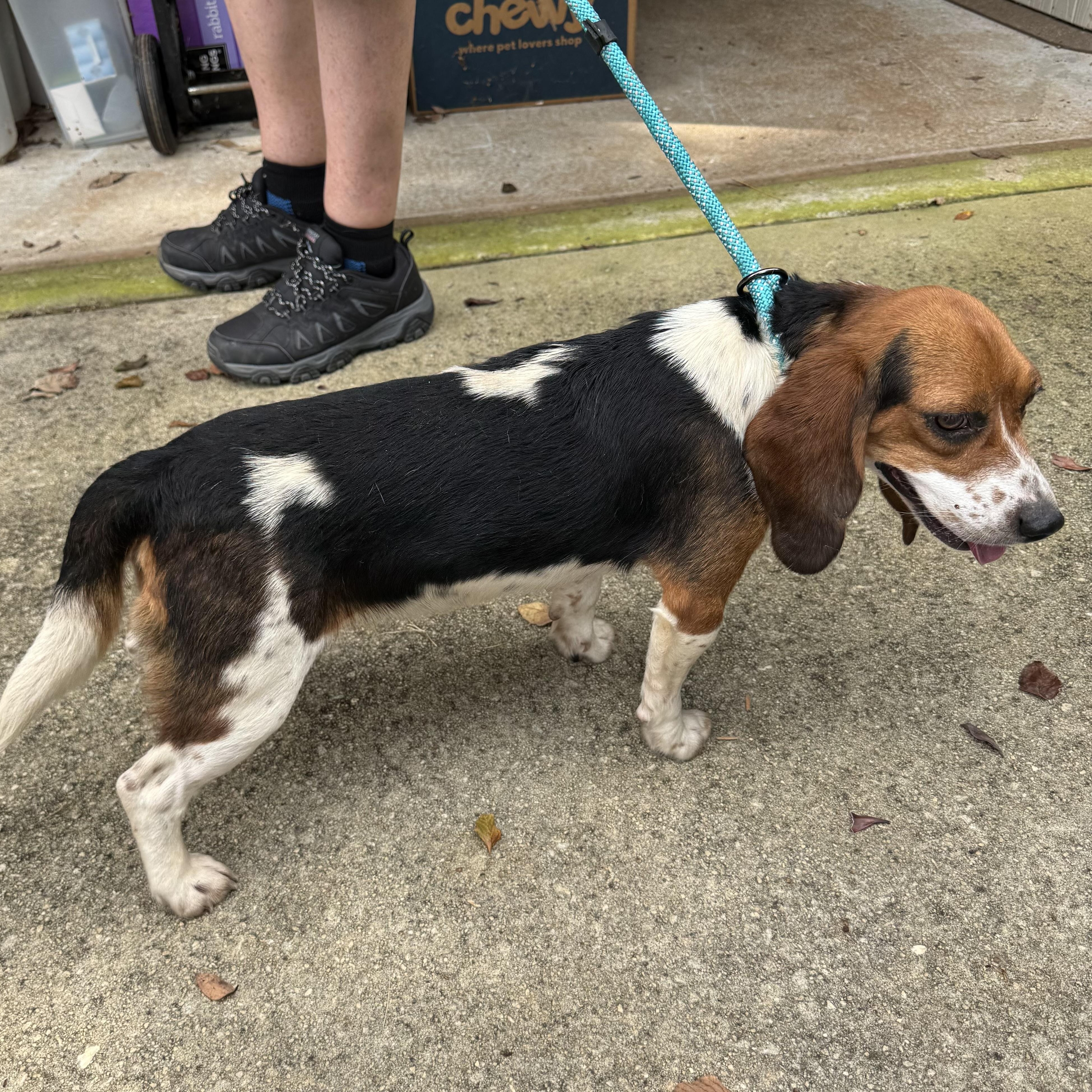 Emma, a Adoptable Beagle in Monroe, GA image 5/5