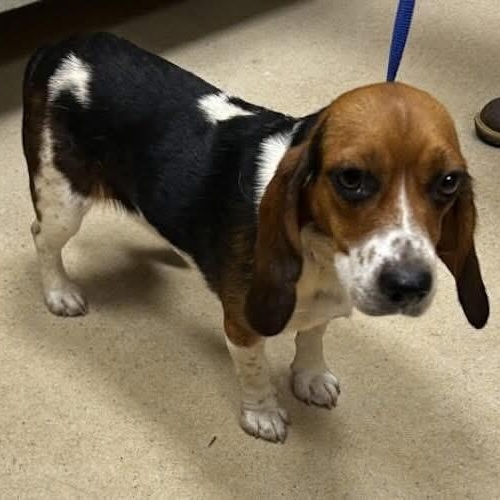 Emma, a Adoptable Beagle in Monroe, GA image 4/5