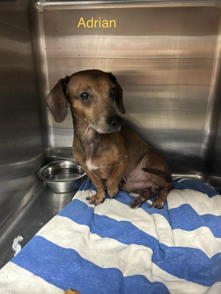 Adrian, Adopted, Adult Male Dachshund.