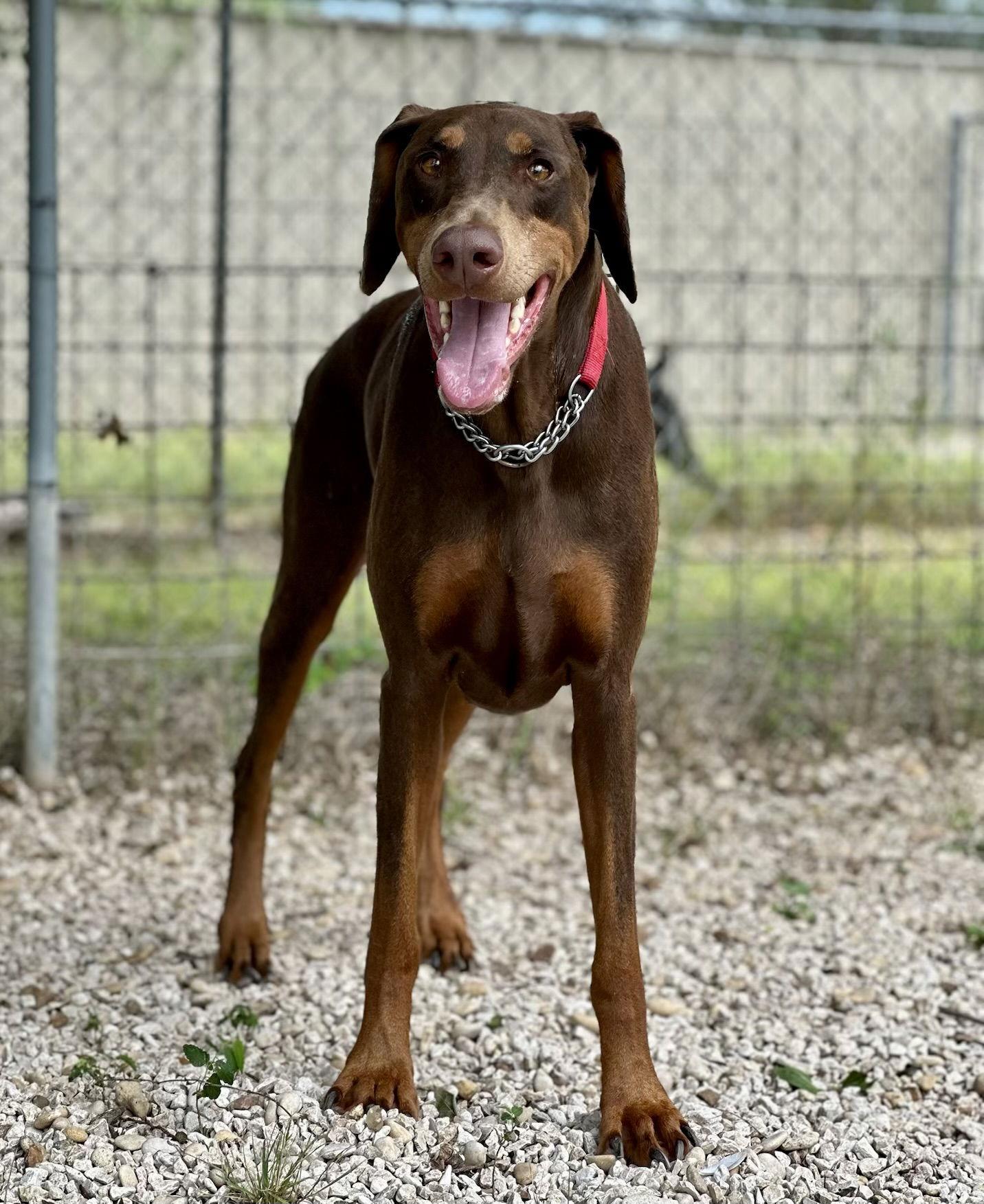Tomb Raider, Adoptable, Adult Male Doberman Pinscher.