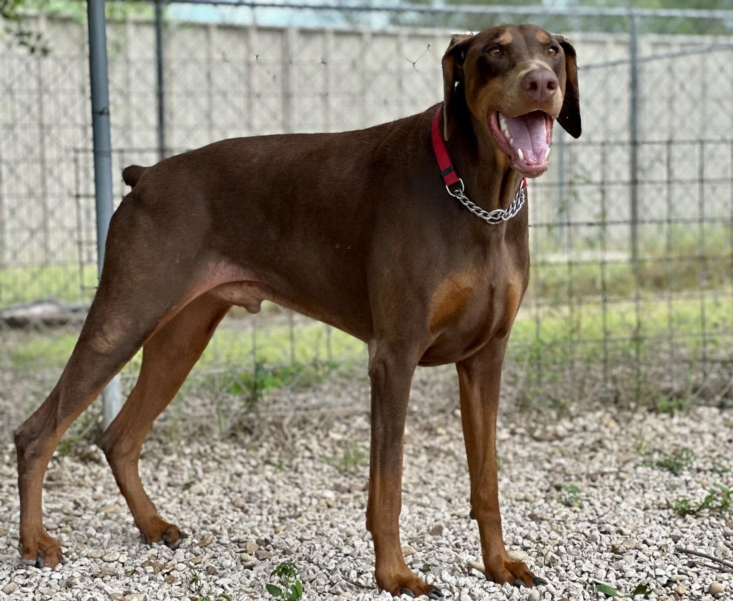 Enlarge Tomb Raider, a Adoptable Doberman Pinscher in San Antonio, TX image 2/3