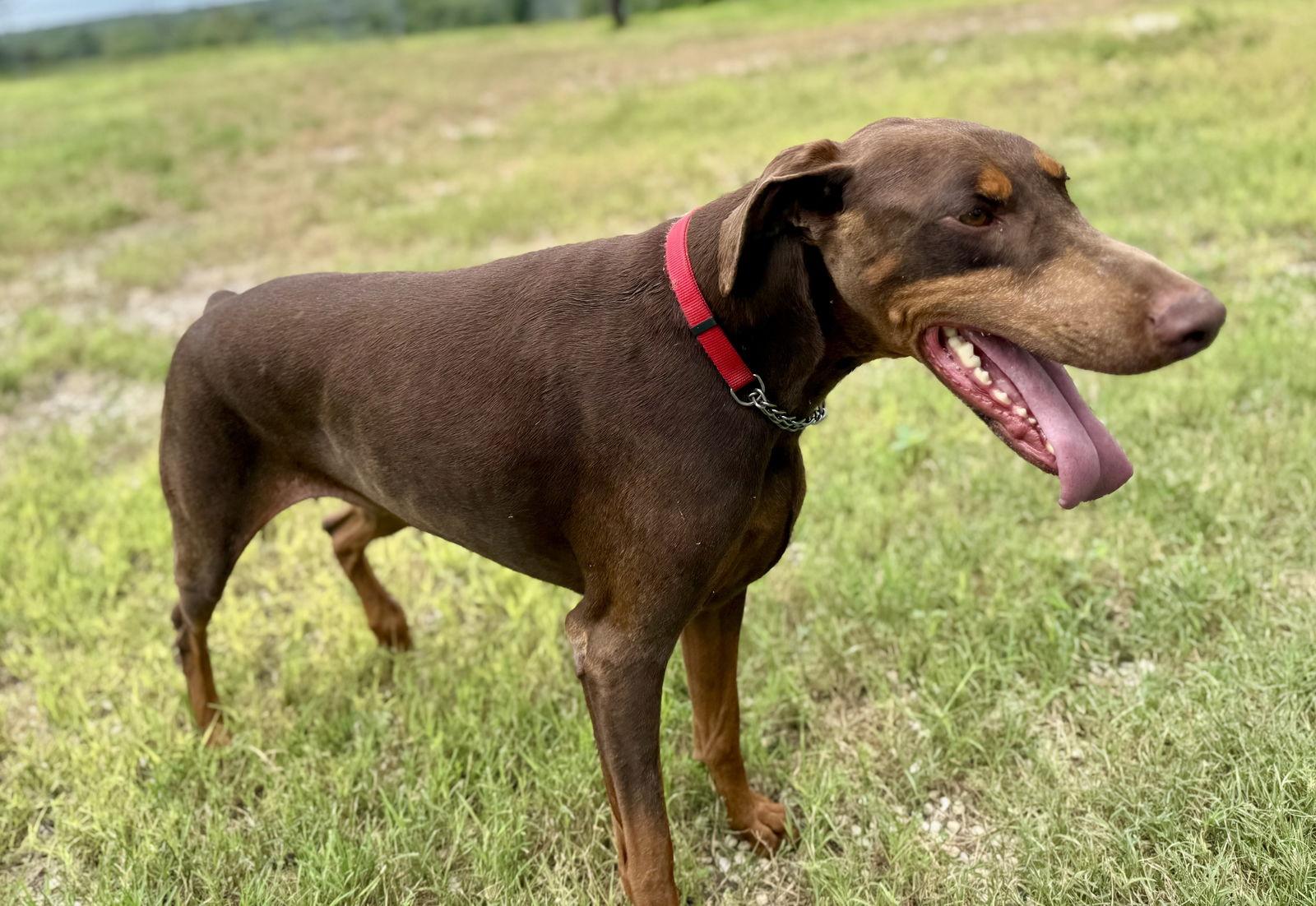 Enlarge Tomb Raider, a Adoptable Doberman Pinscher in San Antonio, TX image 3/3