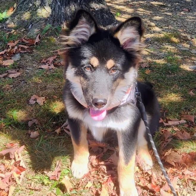 Enlarge LINDY, a Adopted mixed breed in Schnecksville, PA image 2/3