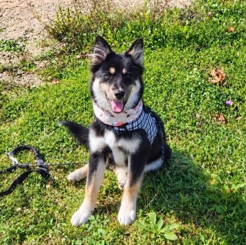 Enlarge LINDY, a Adopted mixed breed in Schnecksville, PA image 3/3