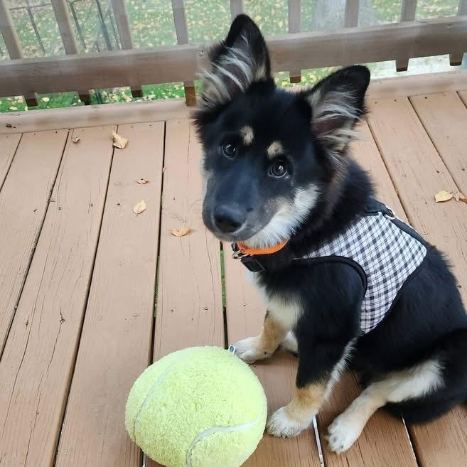 LINDY, Adopted, Puppy Female German Shepherd Dog.
