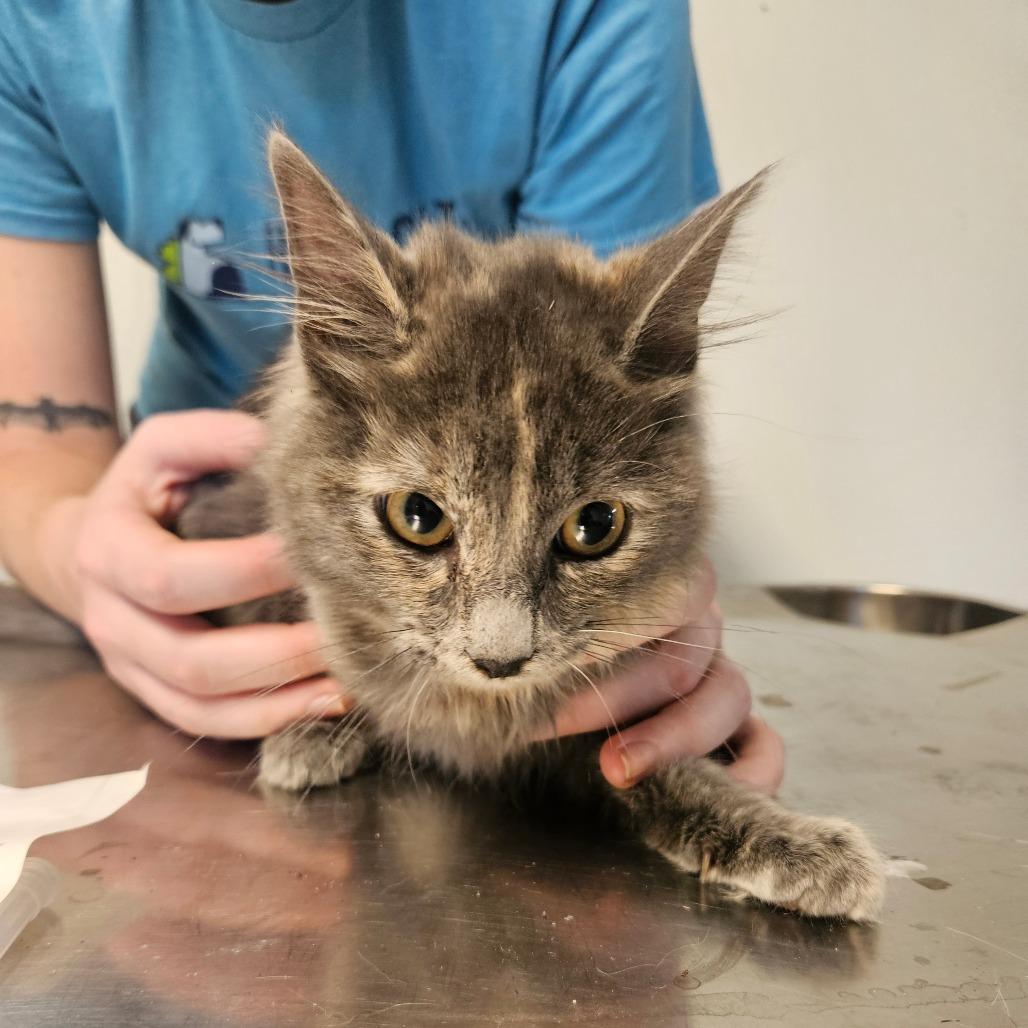 Palette, Adoptable, Kitten Female Domestic Short Hair.
