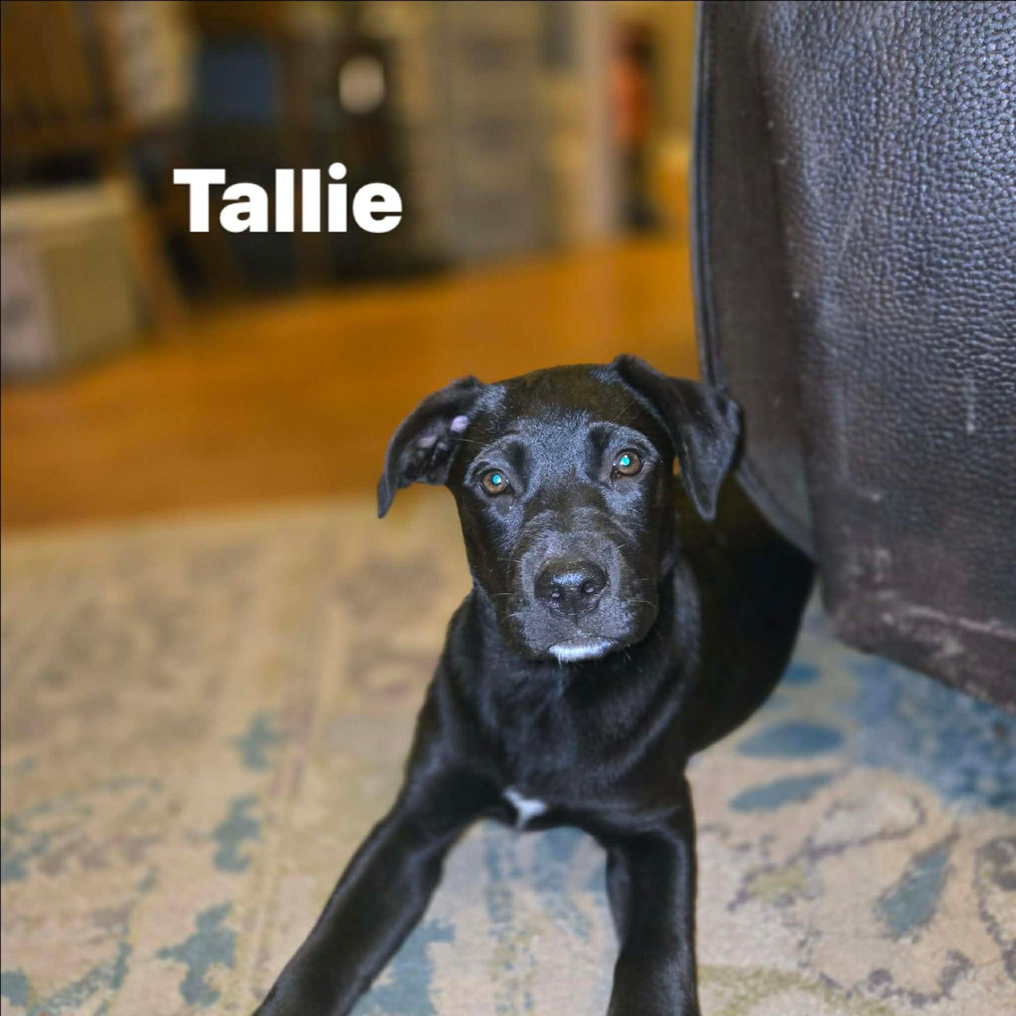 Tallie , ADOPTABLE, Puppy Female Black Labrador Retriever.
