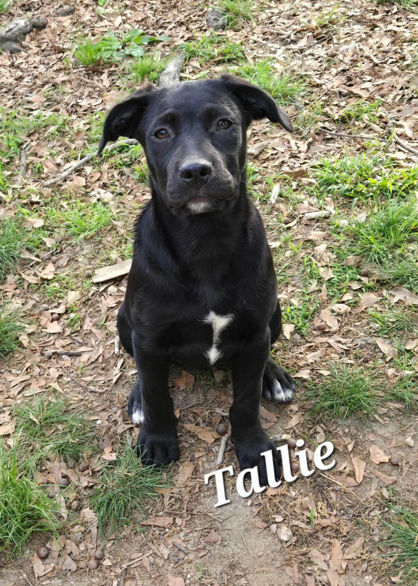 Enlarge Tallie , a ADOPTABLE mixed breed in Douglas, MA image 5/5