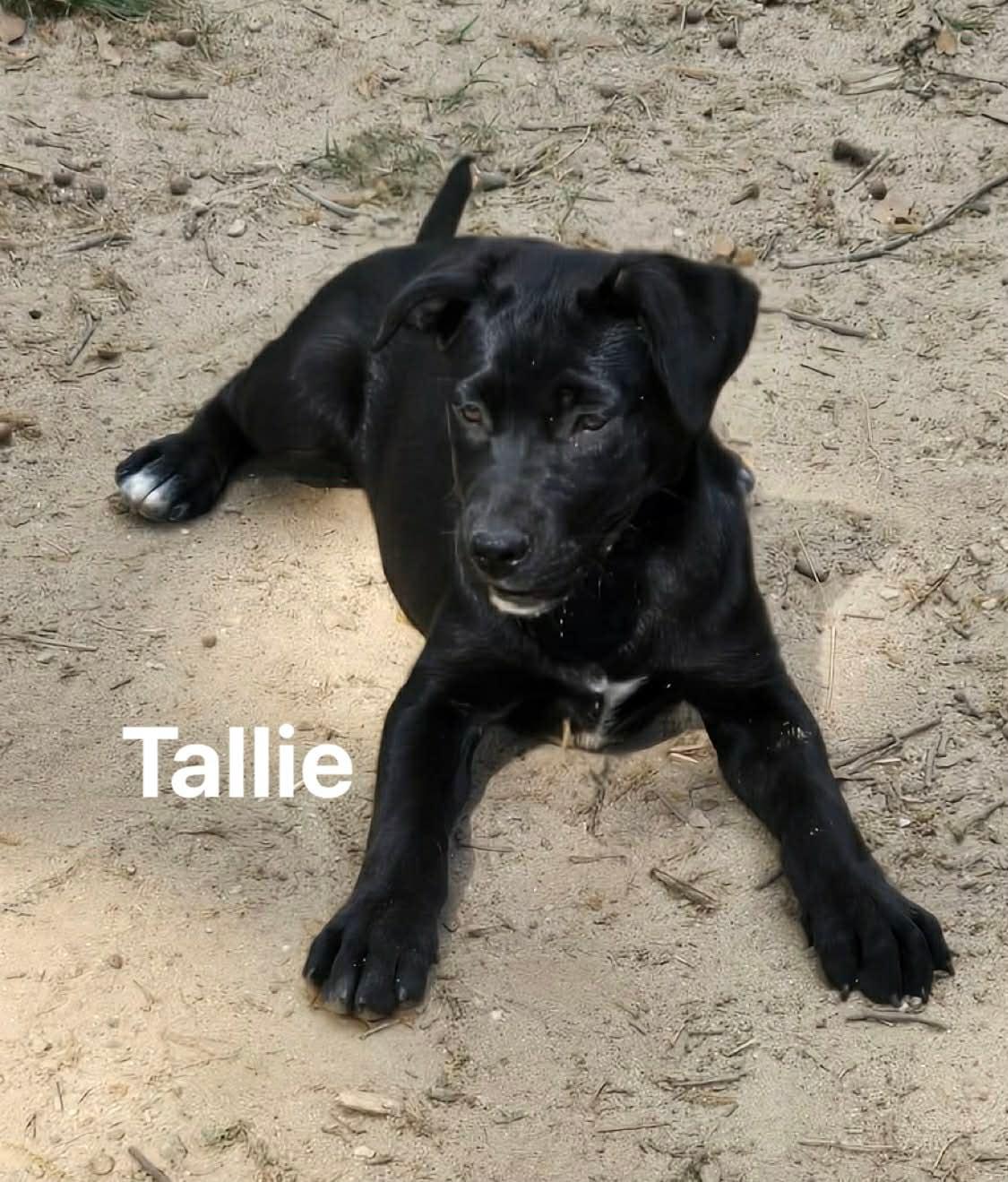 Enlarge Tallie , a ADOPTABLE mixed breed in Douglas, MA image 2/5