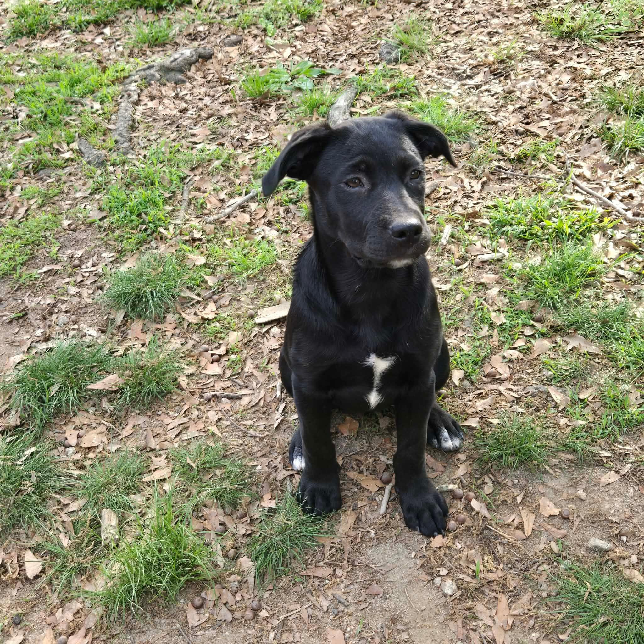 Enlarge Tallie , a ADOPTABLE mixed breed in Douglas, MA image 3/5