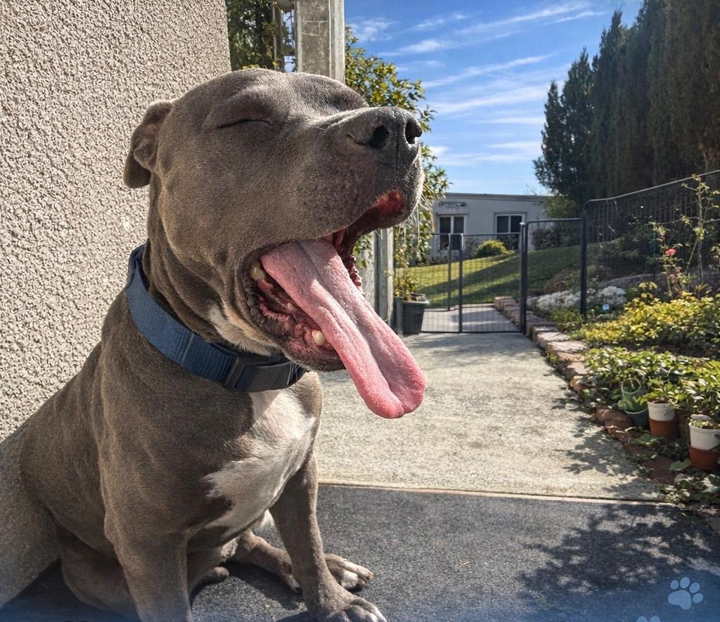 Enlarge Tankie, an adopted mixed breed in Weston, MA image 3/6