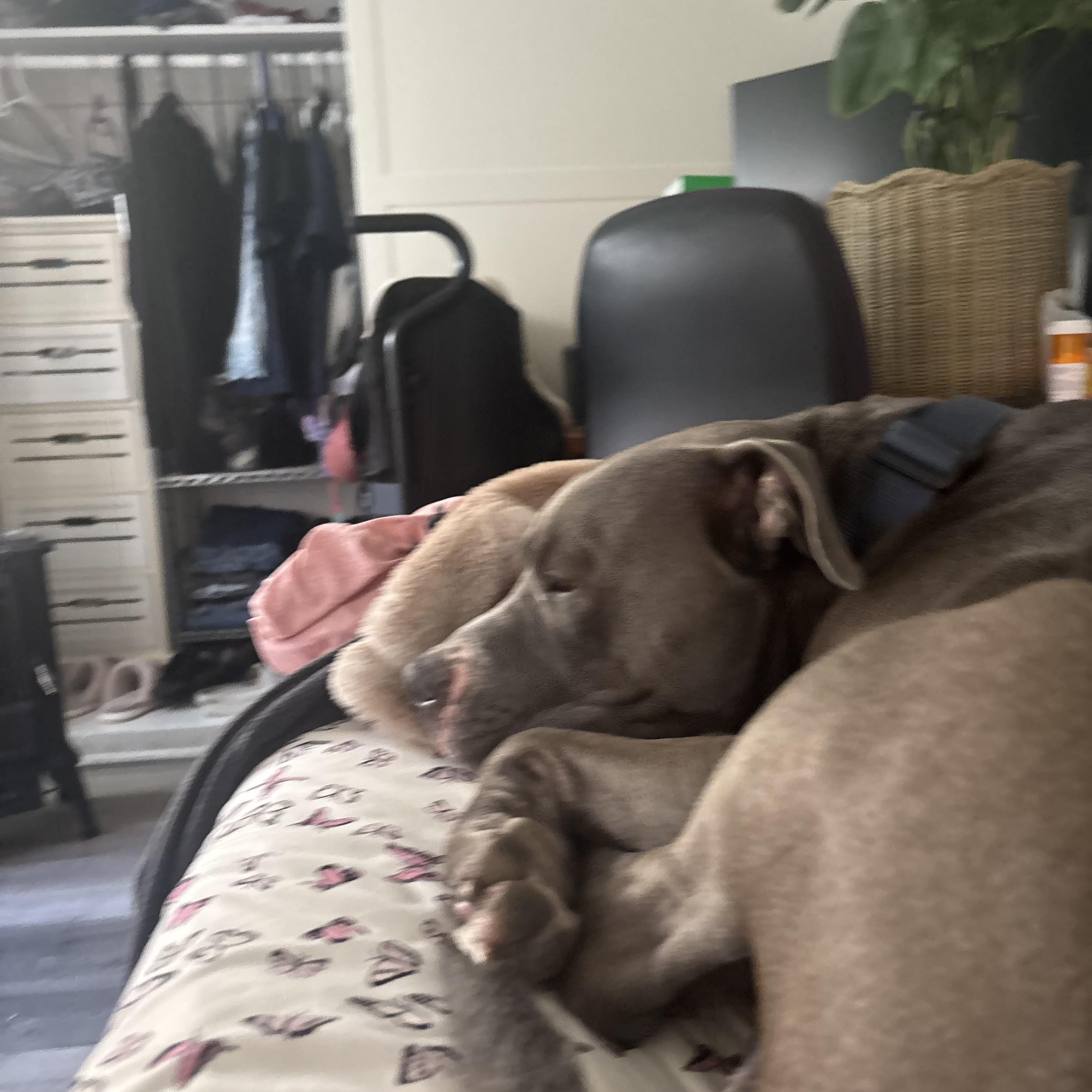 Enlarge Tankie, an adopted mixed breed in Weston, MA image 5/6